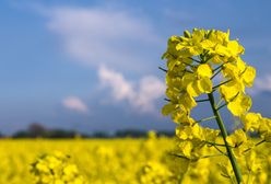 Olej rzepakowy z kampanią marketingową. Unia dała pieniądze