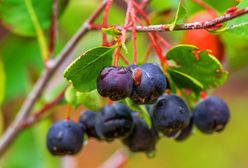 "Nasz Dziennik": Aronia na eksport