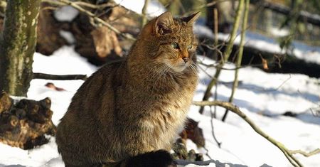 Młode żbiki nową atrakcją Akcentu ZOO w Białymstoku