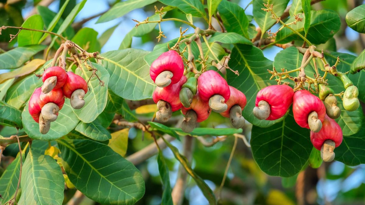 Drzewo nerkowca znalazło się na szczycie listy najbardziej trujących roślin świata