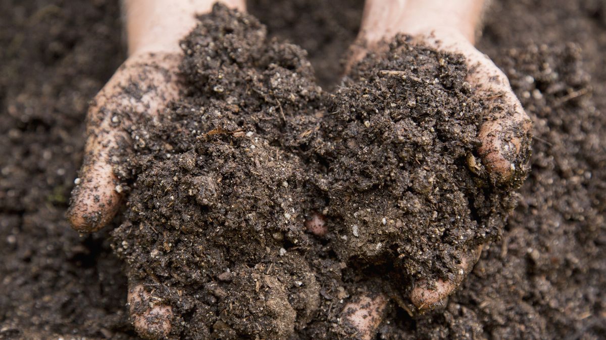 Ręce w ziemi - zdjęcie poglądowe