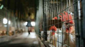 Umowa z Mercosur. Rolnicy: uderzy w setki tysięcy gospodarstw