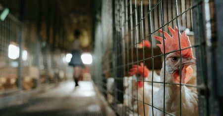 Umowa z Mercosur. Rolnicy: uderzy w setki tysięcy gospodarstw