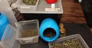 Radom: W mieszkaniu trzymał dwa kilogramy marihuany. Folia wisząca w drzwiach miała zatrzymać jej zapach