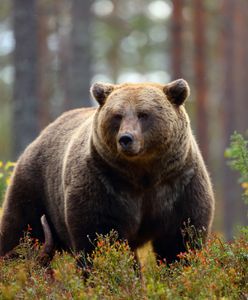 Turysta w Tatrach chciał zrobić selfie z niedźwiedziem. To nie był dobry pomysł