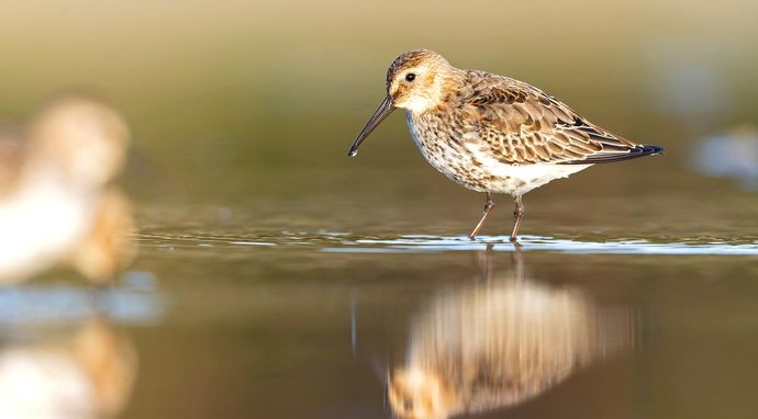 Przyrodnik na tropie