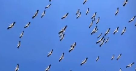 Pokazał wideo z Egiptu. Już dotarły