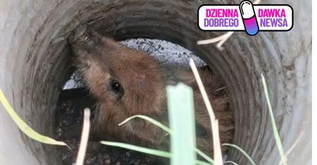 Zauważyła go podczas spaceru. Nie wydostałby się bez pomocy