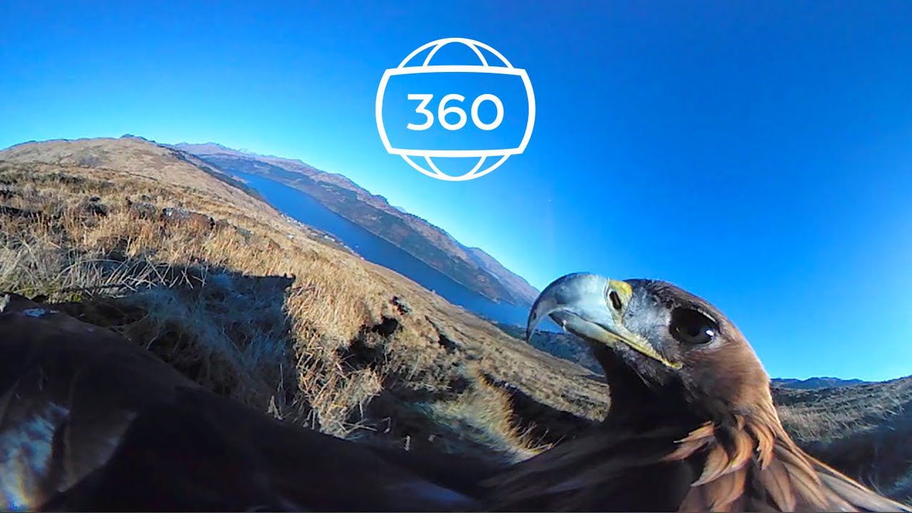 360-stopniowe wideo, dzięki któremu poczujesz się, jakbyś latał na orle