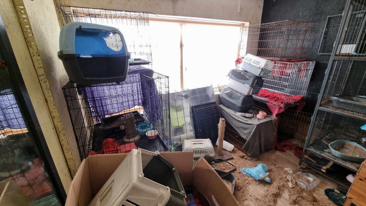 wn�trze budynku
Toru�, 19.03.2024. Wn�trze budynku zajmowanego przez Fundacj� "Toru�ska Kocia Stra�" w Toruniu, 19 bm. W siedzibie fundacji odnaleziono martwe zwierz�ta. Z budynku, do kt�rego od poniedzia�ku 18 bm. pr�bowali si� dosta� przedstawiciele TTOPZ, uratowano dziewi�� ps�w i 12 kot�w. (jm) PAP/Miko�aj Kuras ***Zdj�cie do depeszy PAP pt. Toru�/ W siedzibie fundacji odnaleziono martwe zwierz�ta; uratowano 9 ps�w i 12 kot�w (kr�tka)***
Miko�aj Kuras
koty, ochrona zwierz�t, psy, schronisko, TTOPZ, zwierz�ta, interwencja