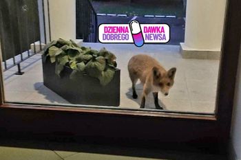 "Mamy nowego pracownika!" Niezwykły gość przed biurem leśników