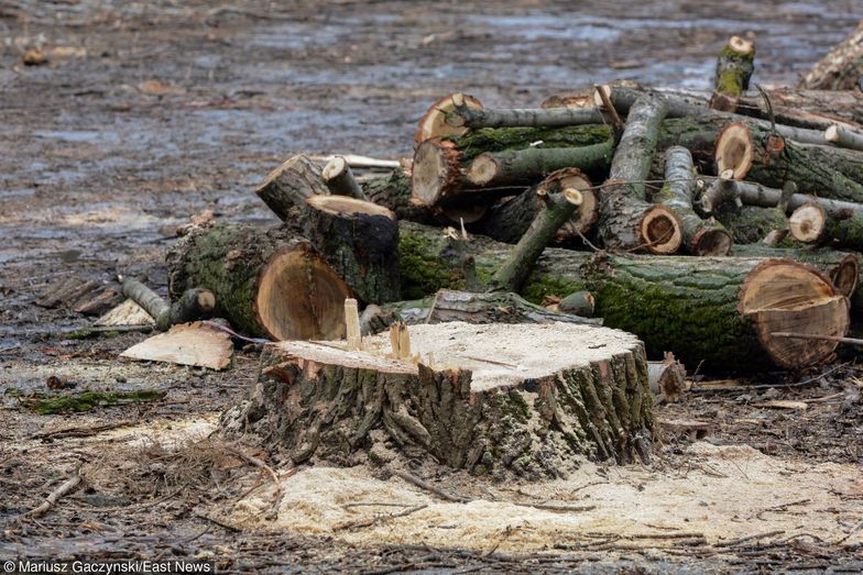 Wycinka drzew. Tarnów obniżył stawki dla inwestorów