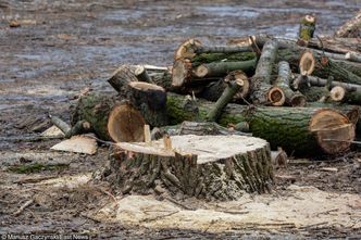 Wycinka drzew. Tarnów obniżył stawki dla inwestorów