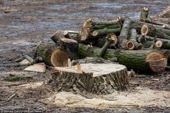 Wycinka drzew. Tarnów obniżył stawki dla inwestorów