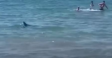 Rekin znów widziany u brzegów Ibizy. Kilka dni po ataku na turystę
