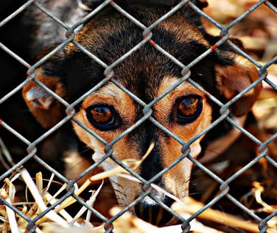 Warszawa. W Schronisku na Paluchu trwa kontrola. Porównają zasady adopcji