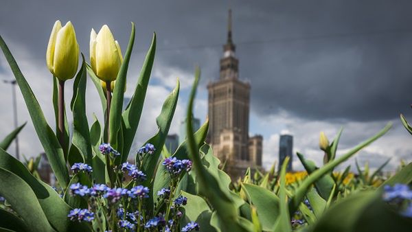 Warszawa. W centrum zakwitną tulipany