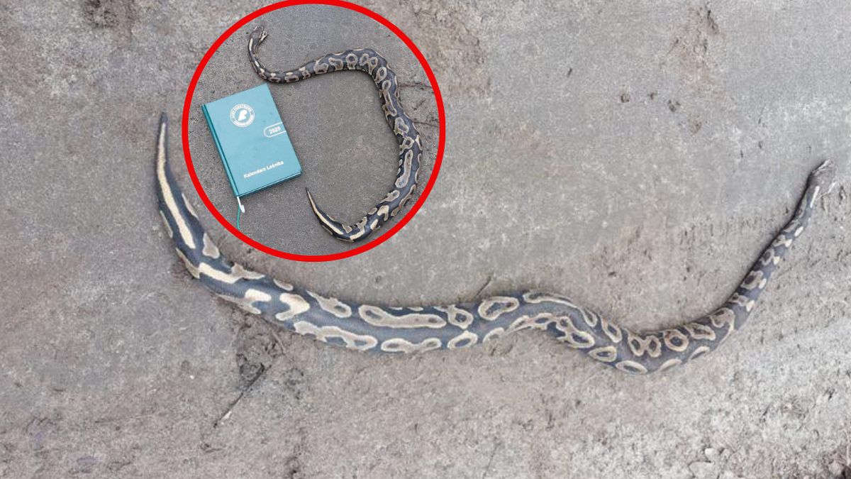 Martwy pyton w Nadleśnictwie Grodzisk