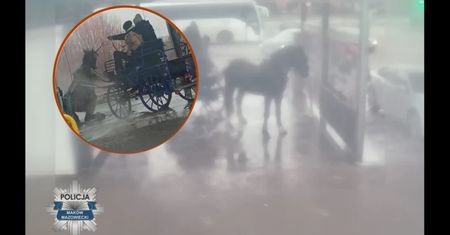 Koń w myjni samochodowej. Są nowe szczegóły szokującego zdarzenia
