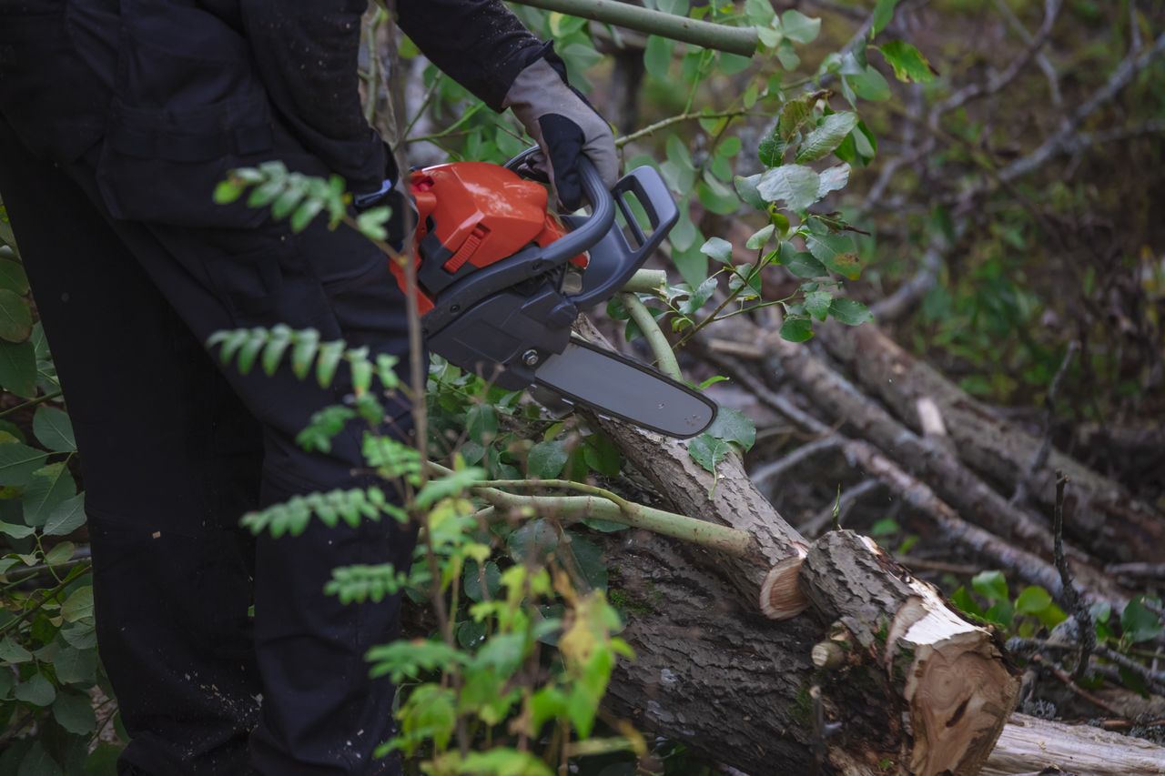 Apel do UE. "Lepiej kupować drewno ze Skandynawii, a nie z Rosji"