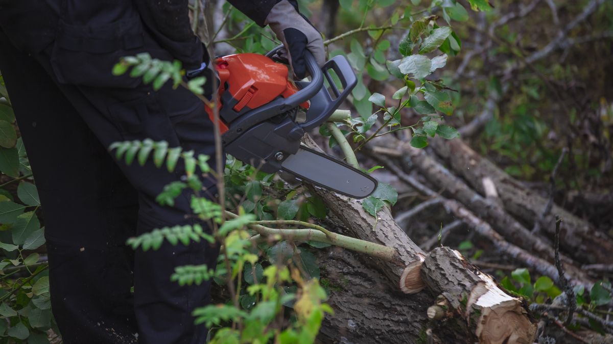 Wycinka drzew w Finlandii