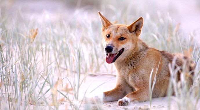 Zadziwiająca Australia