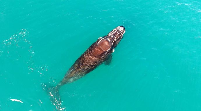 Zadziwiająca Australia