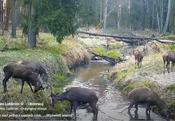 Złapały się w leśnej głuszy. Naprawdę to robiły. Leśnicy pękają z dumy
