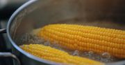 Wielu popełnia błąd przy gotowaniu kukurydzy. Ziarna stają się twarde i łykowate