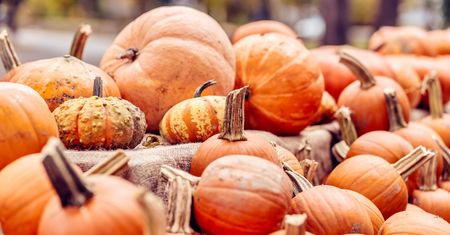 Co z dyniami po Halloween? Tego nigdy nie rób