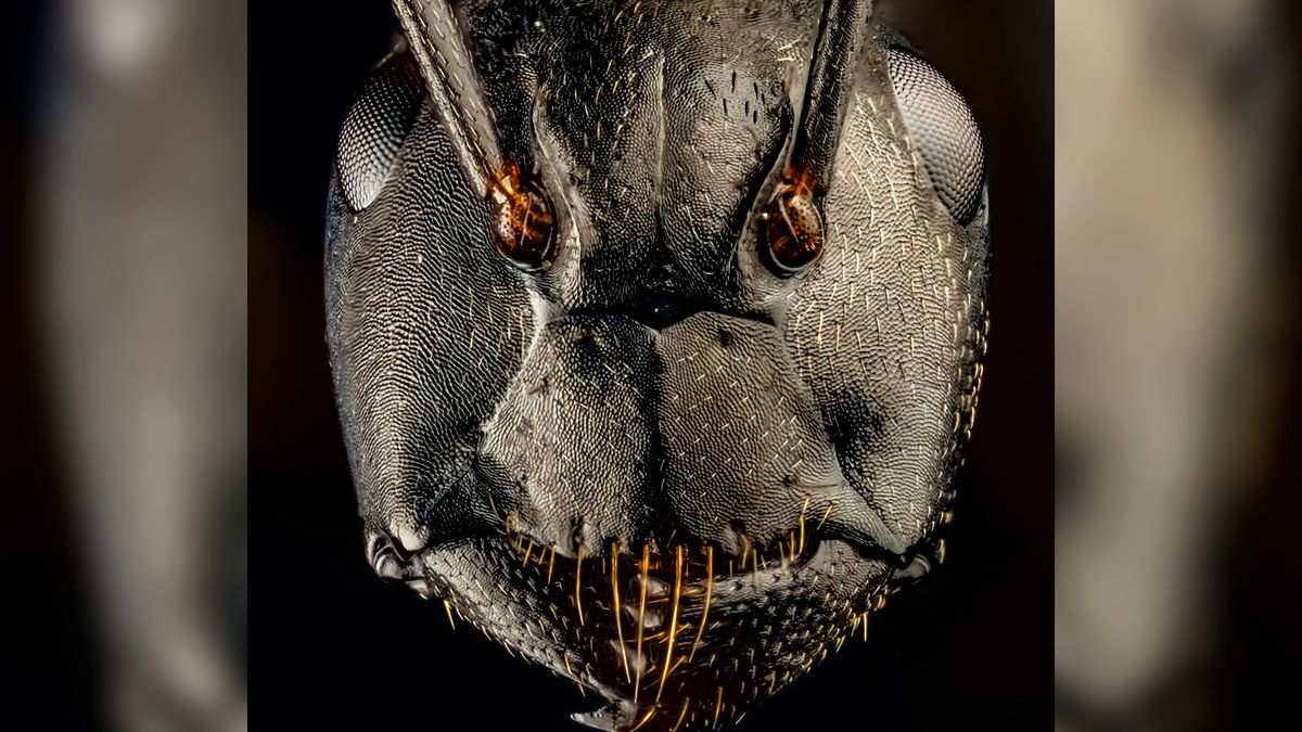 Potwory ze Stranger Things? Niestety nie. Te żyją wśród nas 1