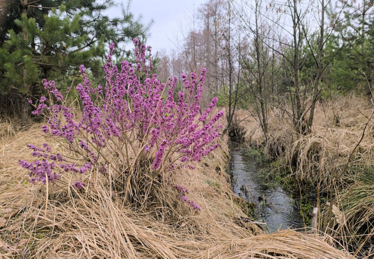 Zakwitł w lasach. Jest trujący. Leśnicy ostrzegają. "Omijać"