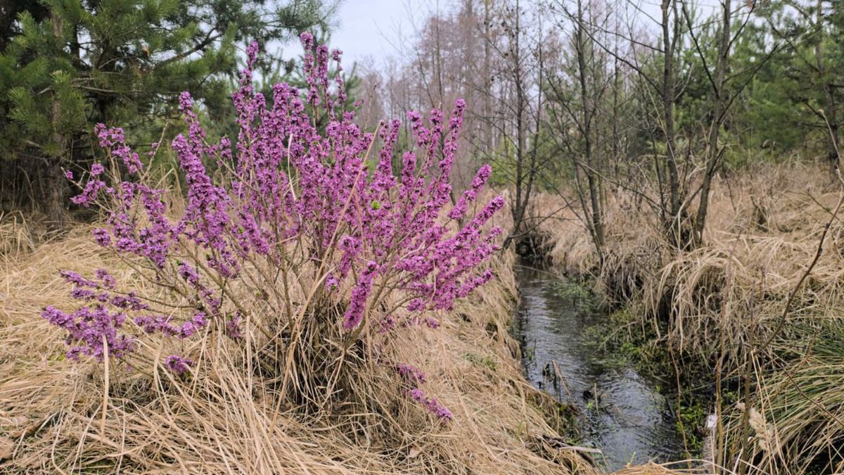 Wawrzynek wilczełyko. "Toksyczna piękność" w lasach