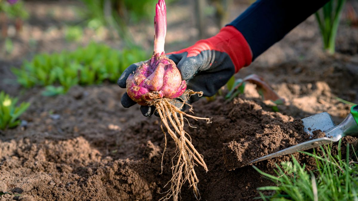 Tylko tak sadzę i dbam o lilie 