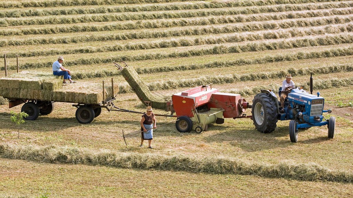 Niekorzystne warunki pogodowe dotknęły uprawy i hodowle