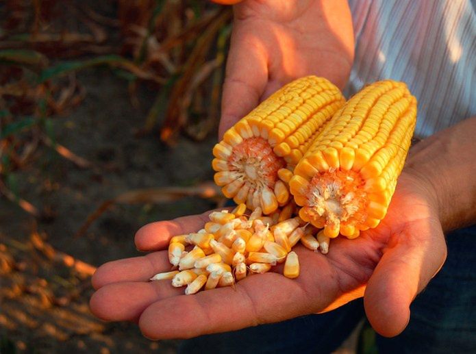 Ruszyła kampania kukurydziana