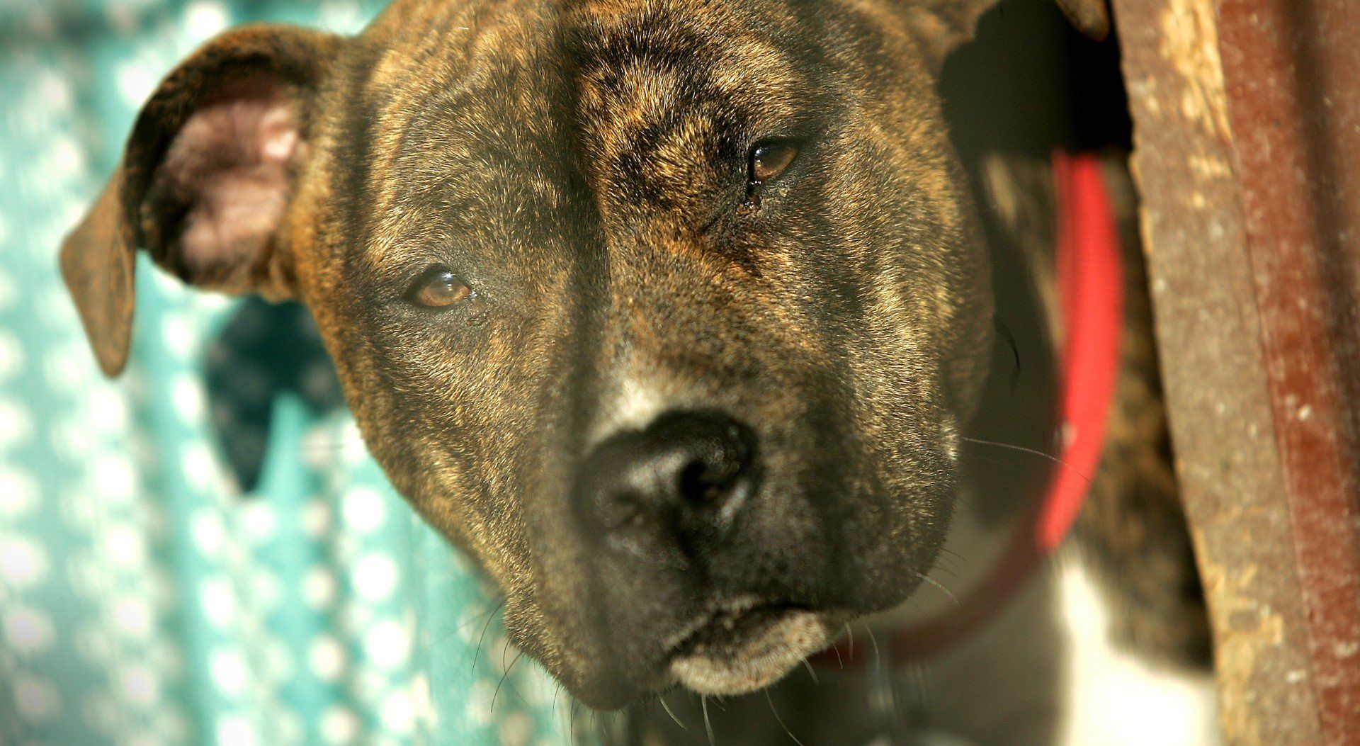 Amstaff, zdjęcie ilustracyjne