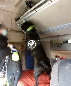 Wrocław. Przemytnicy narkotyków rozbici. W akcji pomógł pies Carlos