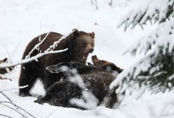 Horror na Słowacji. Niedźwiedź zaatakował biegacza