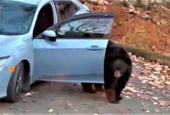 Niedźwiedź włamał się do auta. Tak wykorzystał chwilę nieuwagi