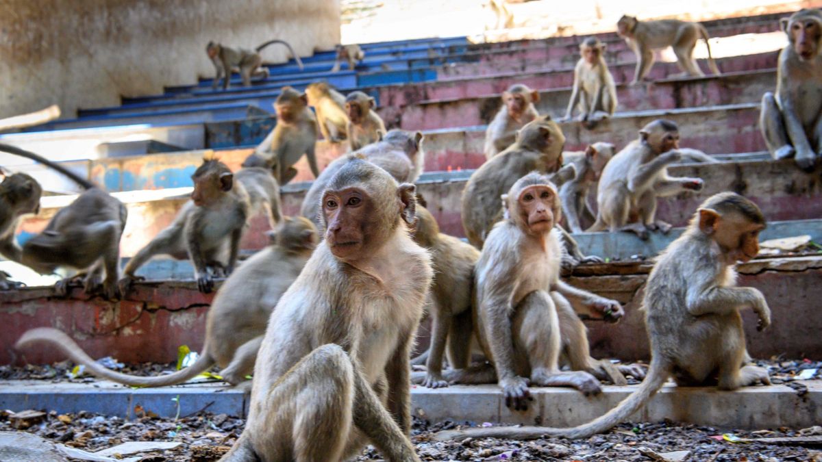 Małpy tresowano do zbierania kokosów.