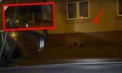 Poruszenie w Łodzi. Dzikie zwierzę nagrane na ulicy. Rejent szedł na randkę