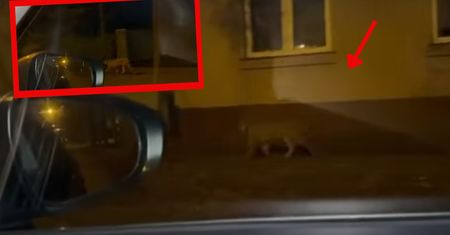 Poruszenie w Łodzi. Dzikie zwierzę nagrane na ulicy. Rejent szedł na randkę