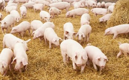 Ukraina ponownie zakazała importu polskiej wieprzowiny