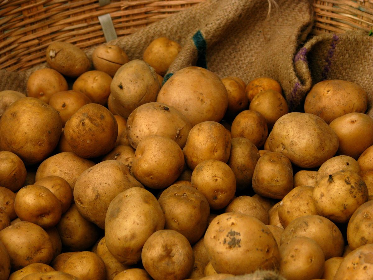 Groźna bakteria w zagranicznych ziemniakach. Ministerstwo wnioskuje o zakaz importu