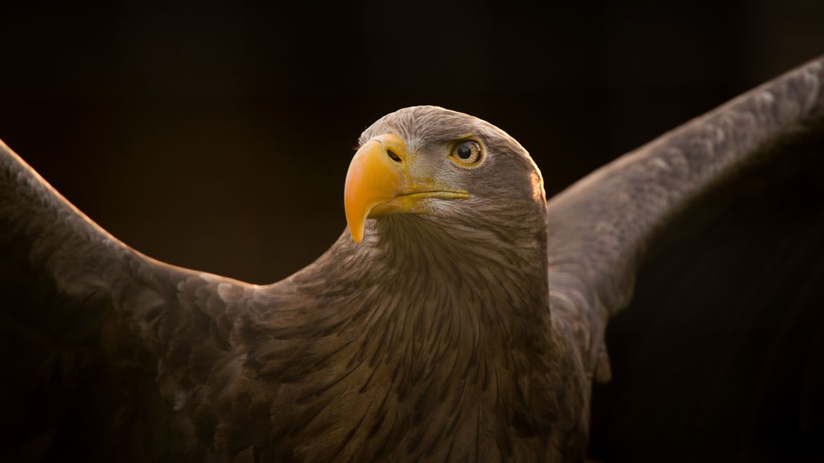 Wspaniałe portrety zwierząt autorstwa George'a Wheelhouse'a 1