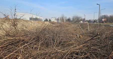 Lubella kupiła 4 ha po dawnej jednostce wojskowej. Mieszkańcy zszokowani skalą wycinki. Urzędnicy: Zgodnie z prawem