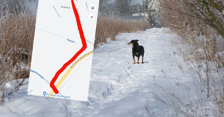 Miarka się przebrała. Właściciel psa z Sosnowca daje 10 tys. zł