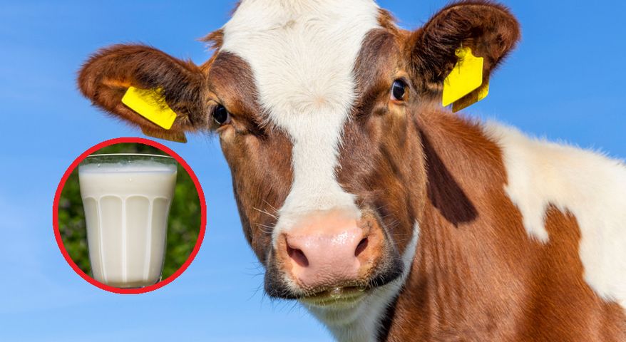 Genetycznie zmodyfikowane krowy mogą produkować insulinę dla cukrzyków