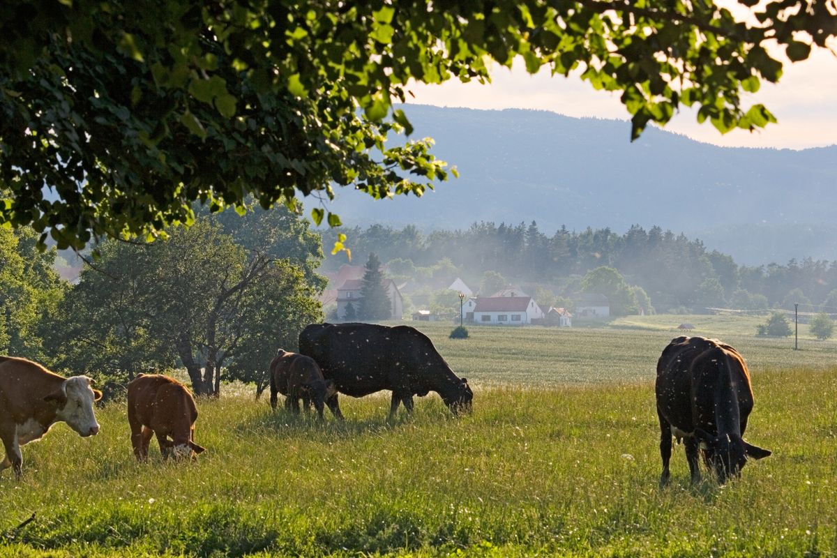 Krowy zaatakowały 21-letnią dziewczynę na Słowacji